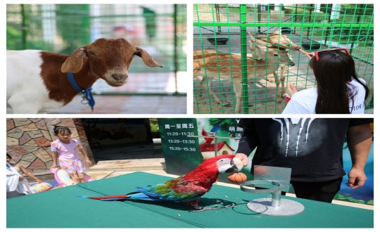 32.酒店公司“第二屆萌寵動物園”活動現(xiàn)場_副本.jpg